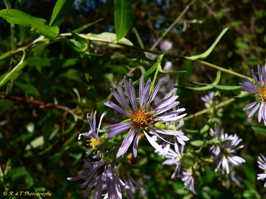{Symphyotrichum puniceum}